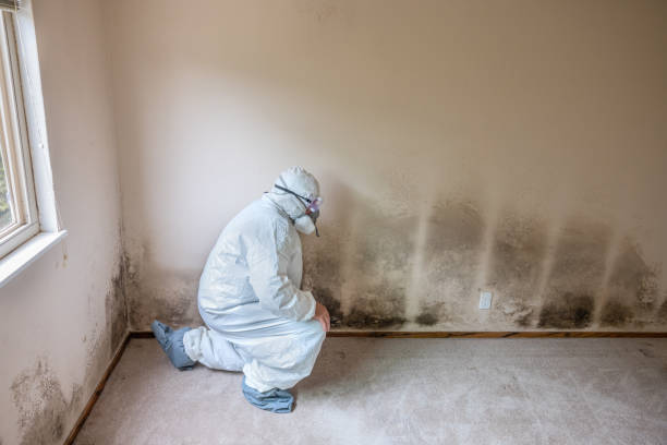 Best Commercial Mold Inspection  in St Hedwig, TX